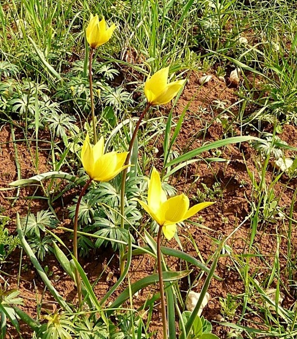 Tulipa sylvestris / Tulipano selvatico dei campi